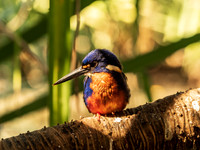 Azure Kingfisher