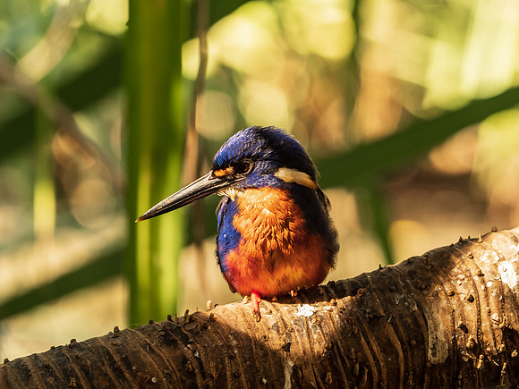 Azure Kingfisher
