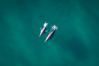 Drone Dolphins
