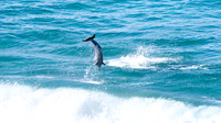 Splash Down
