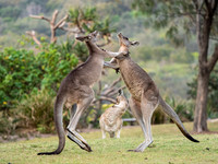 Boxing Kangaroo