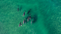 Dolphin Pod 2