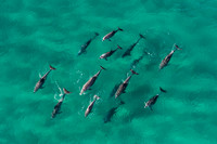 Dolphin Pod
