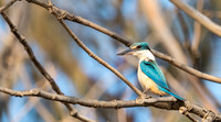 Alert Sacred Kingfisher