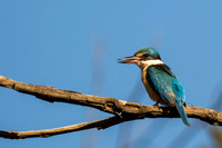 Sacred Kingfisher