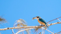 Sacred Kingfisher Feeding