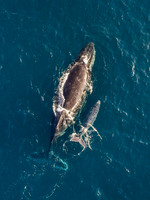 Mum and Calf