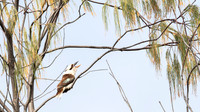 Laughing Kookaburra