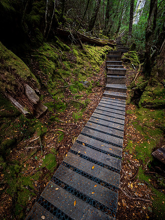 Enchanted Walk