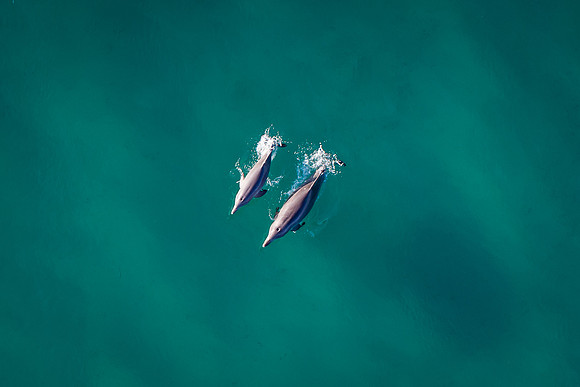 Drone Dolphins